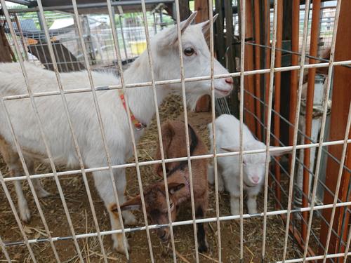 ちっちゃいな～