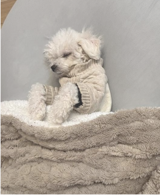 スクリーンショット 2025-02-18 111327.png