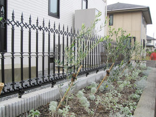 オリーブの生垣で爽やかに。