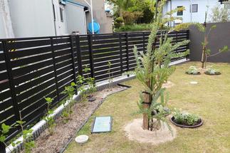 ミモザのシルバーリーフ。成長が楽しみです。