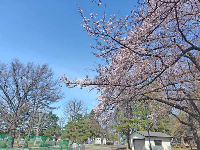 運動公園桜.jpg