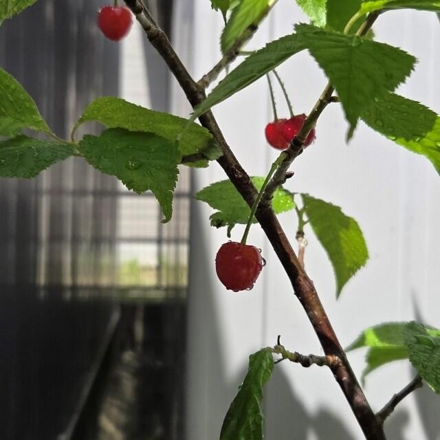 伊藤　さくらんぼが生りました.jpg