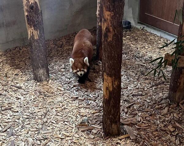 レッサーパンダ.jpg