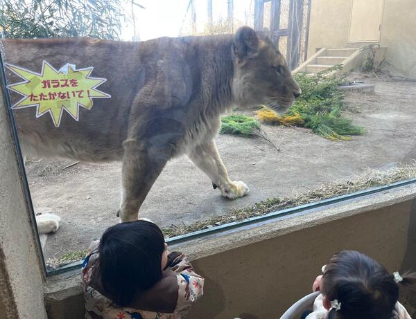ライオン.jpg