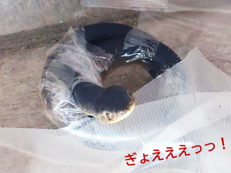 ブログ③.png