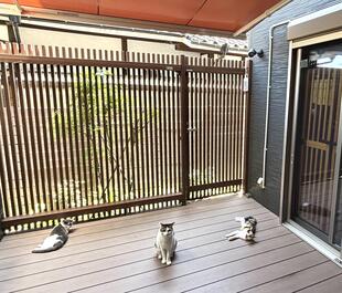 夏でも快適！猫ちゃんの為のオーニング